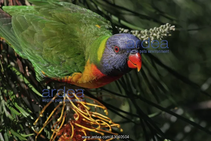  : Rainbow Lorikeet