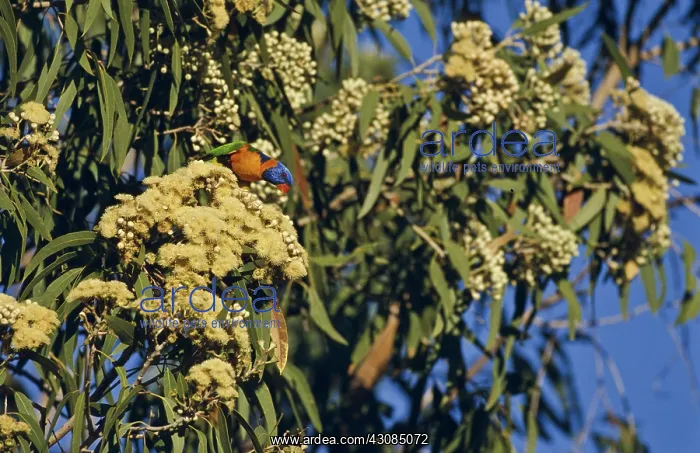 : Rainbow Lorikeet : Rainbow Lorikeet