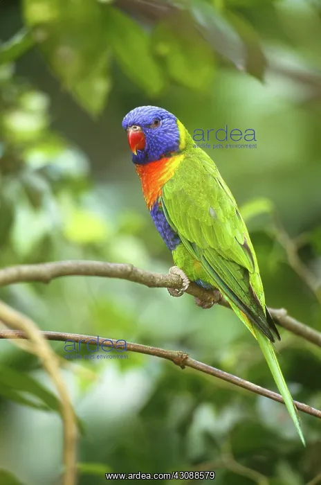 : Rainbow Lorikeet : Rainbow Lorikeet
