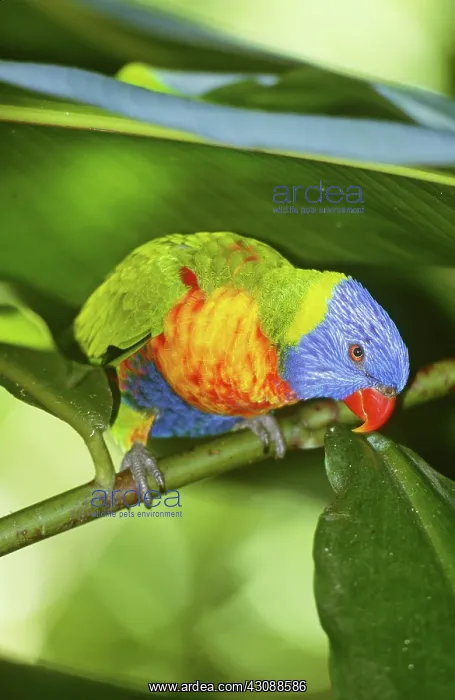 : Rainbow Lorikeet : Rainbow Lorikeet