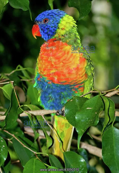 : Rainbow Lorikeet : Rainbow Lorikeet