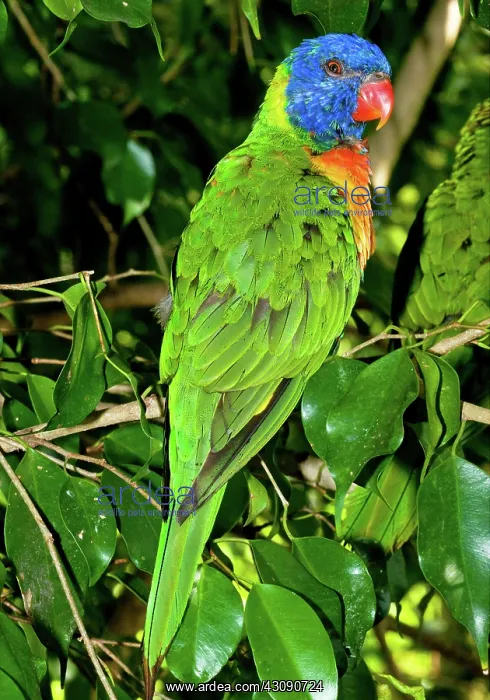 : Rainbow Lorikeet : Rainbow Lorikeet