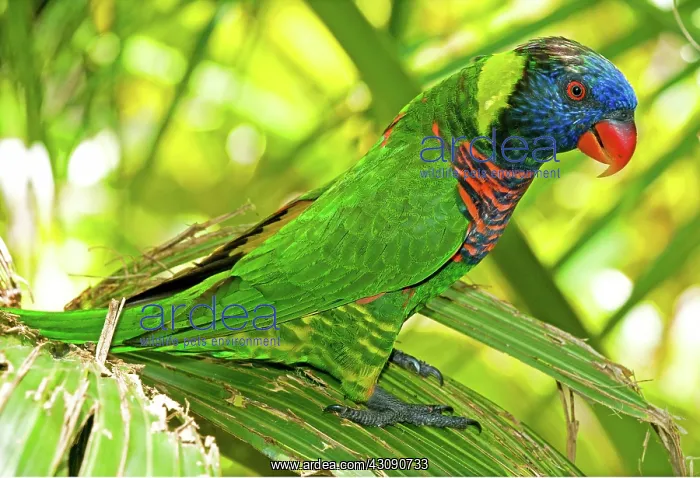 : Rainbow Lorikeet : Rainbow Lorikeet