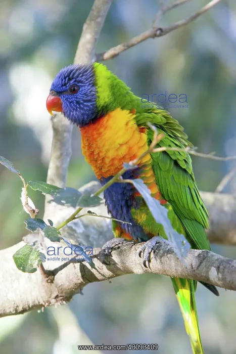 : Rainbow Lorikeet : Rainbow Lorikeet