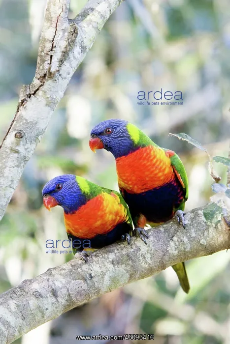 : Rainbow Lorikeet : Rainbow Lorikeet