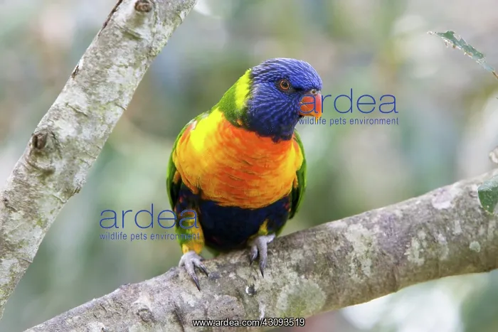 : Rainbow Lorikeet : Rainbow Lorikeet