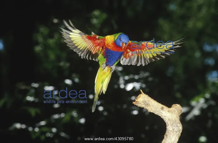 : Rainbow Lorikeet : Rainbow Lorikeet