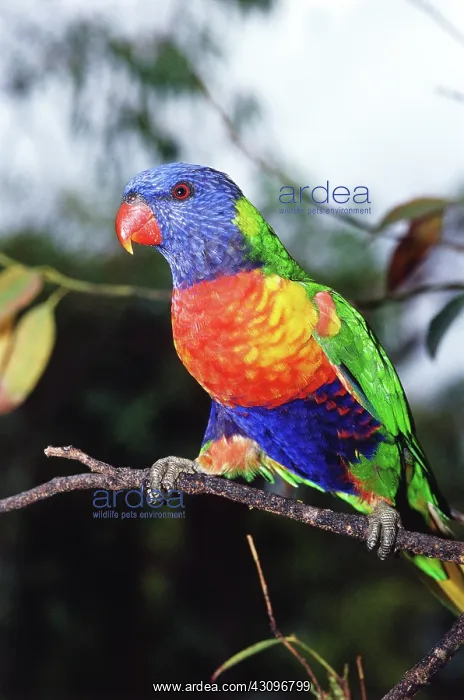  : Rainbow Lorikeet