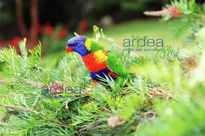: Rainbow Lorikeet : Rainbow Lorikeet