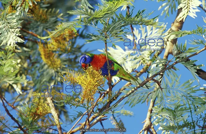 : Rainbow Lorikeet : Rainbow Lorikeet
