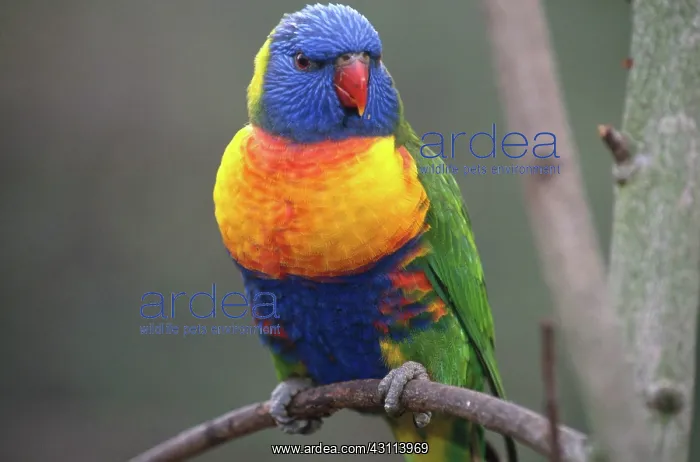 : Rainbow Lorikeet : Rainbow Lorikeet