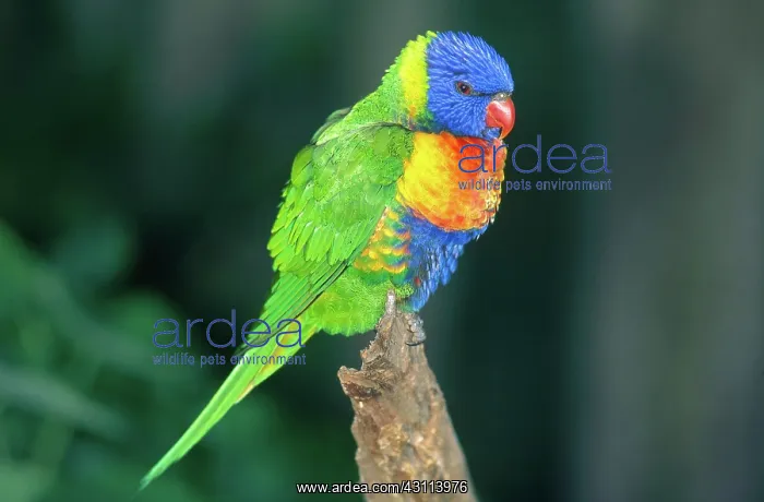 : Rainbow Lorikeet : Rainbow Lorikeet