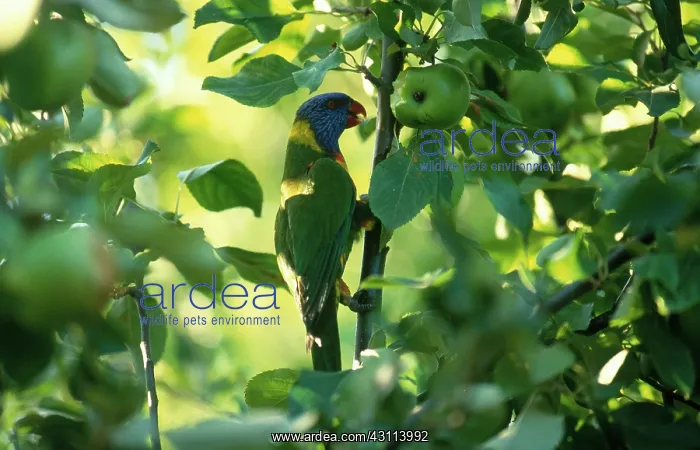 : Rainbow Lorikeet : Rainbow Lorikeet