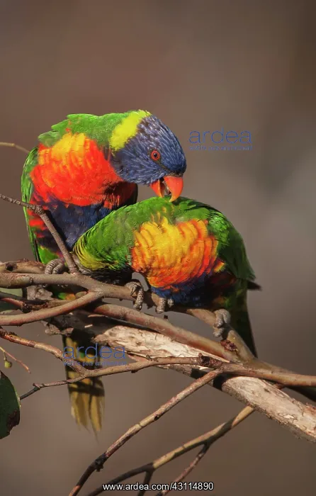  : Rainbow Lorikeet