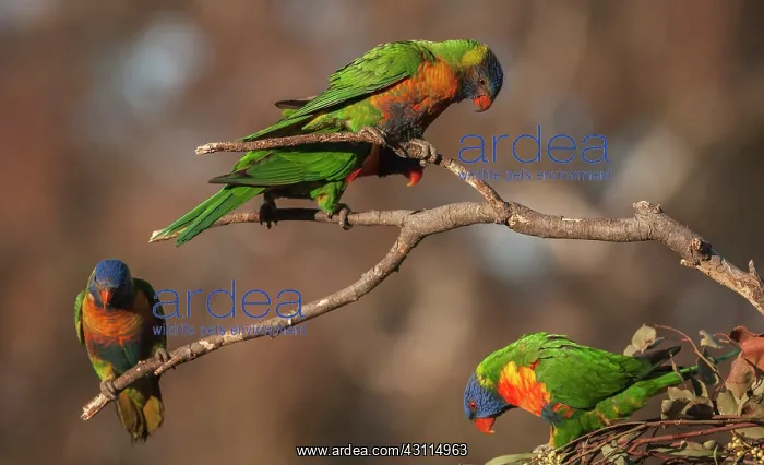 : Rainbow Lorikeet : Rainbow Lorikeet