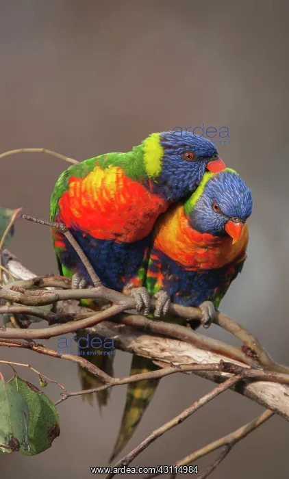 : Rainbow Lorikeet : Rainbow Lorikeet