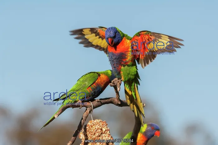 : Rainbow Lorikeet : Rainbow Lorikeet