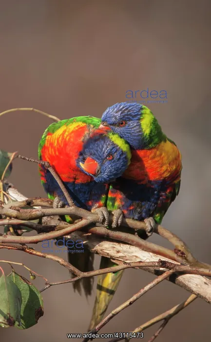 : Rainbow Lorikeet : Rainbow Lorikeet
