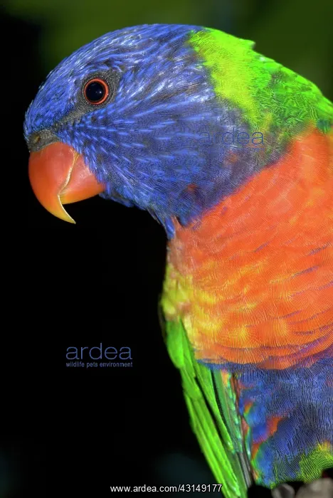 : Rainbow Lorikeet : Rainbow Lorikeet