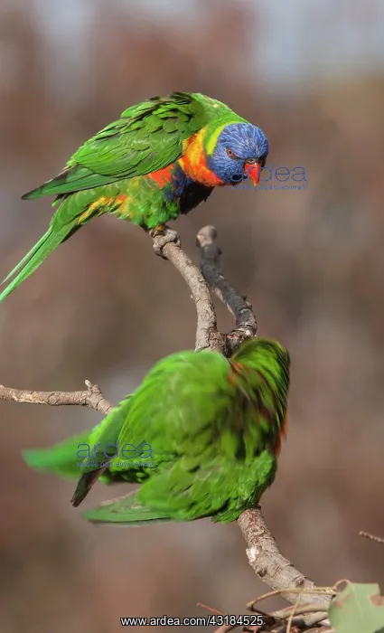 : Rainbow Lorikeet : Rainbow Lorikeet