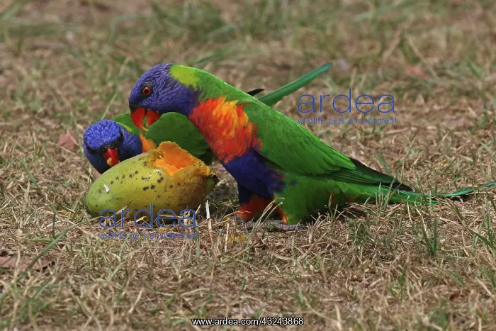  : Rainbow Lorikeet