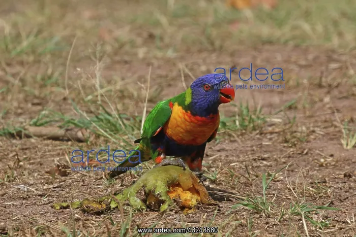  : Rainbow Lorikeet