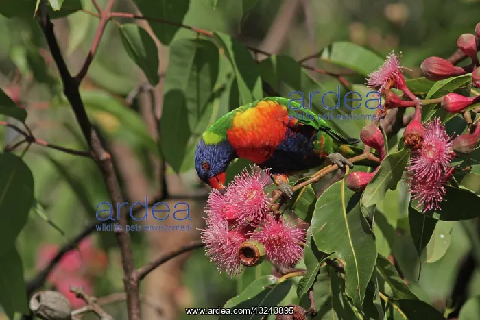  : Rainbow Lorikeet