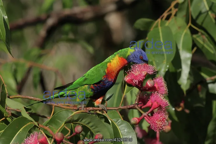  : Rainbow Lorikeet