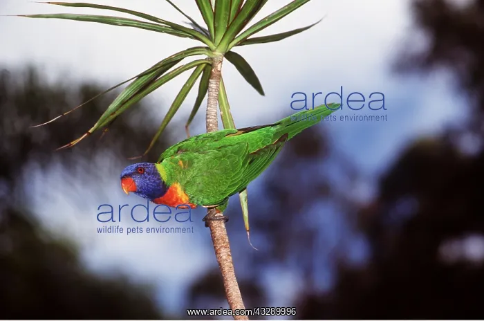 : RAINBOW LORIKEET : RAINBOW LORIKEET