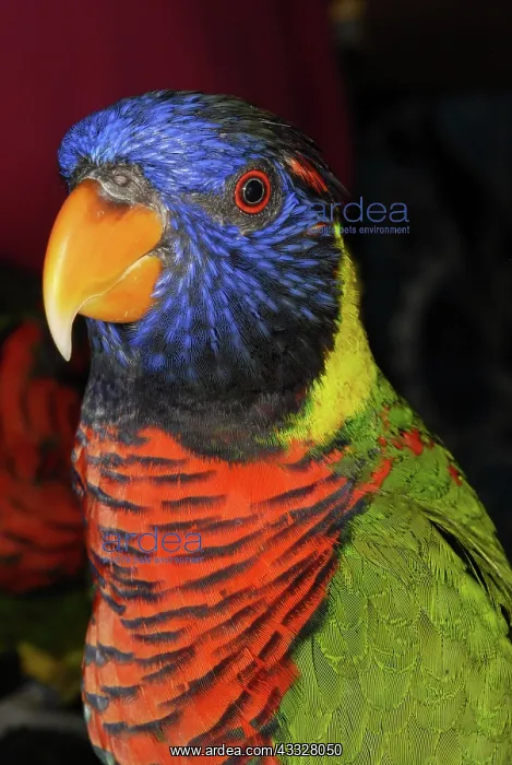 : Rainbow Lorikeet : Rainbow Lorikeet