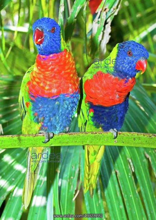 : Rainbow Lorikeet : Rainbow Lorikeet