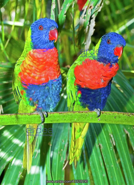 : Rainbow Lorikeet : Rainbow Lorikeet