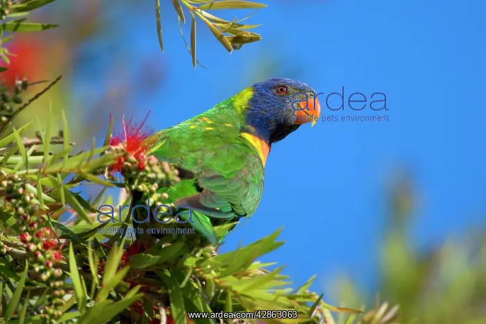 : Rainbow Lorikeet - adult sitting on a blooming : Rainbow Lorikeet - adult sitting on a blooming