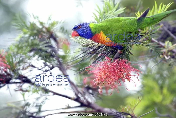: Rainbow Lorikeet, Australia : Rainbow Lorikeet, Australia
