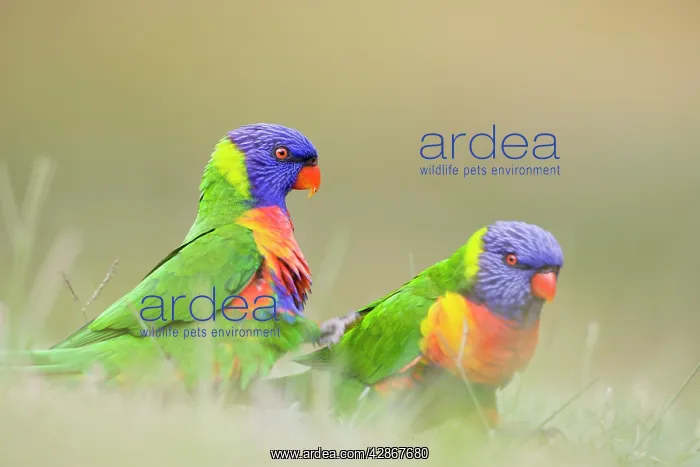 : Rainbow Lorikeet - Two birds feeding on crumbs : Rainbow Lorikeet - Two birds feeding on crumbs