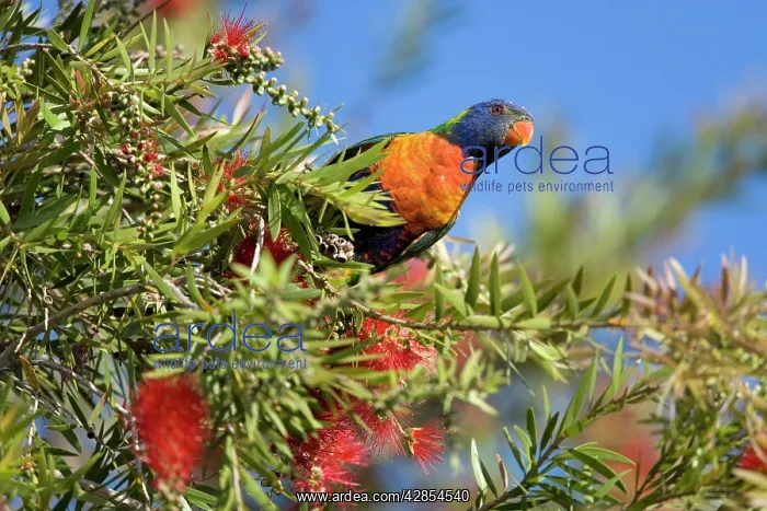 : Rainbow Lorikeet - on a blooming Bottle Brush Tree : Rainbow Lorikeet - on a blooming Bottle Brush Tree