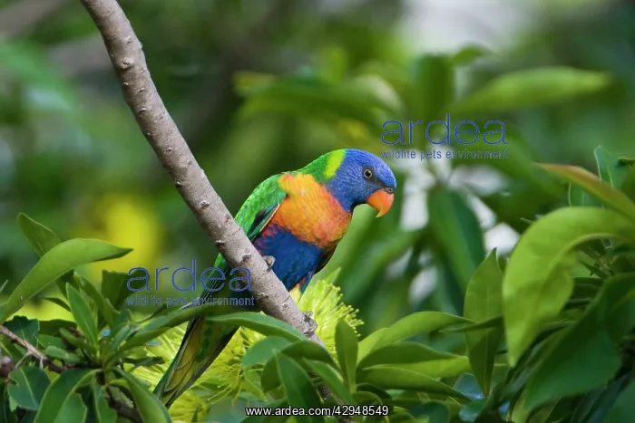: Rainbow Lorikeet feeding : Rainbow Lorikeet feeding