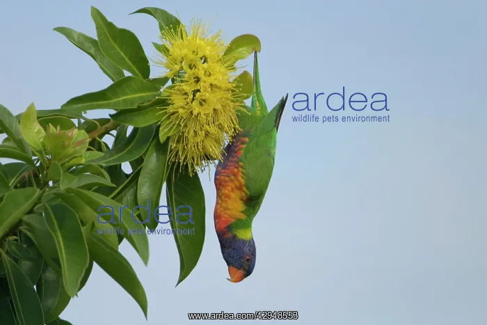 : Rainbow Lorikeet feeding : Rainbow Lorikeet feeding