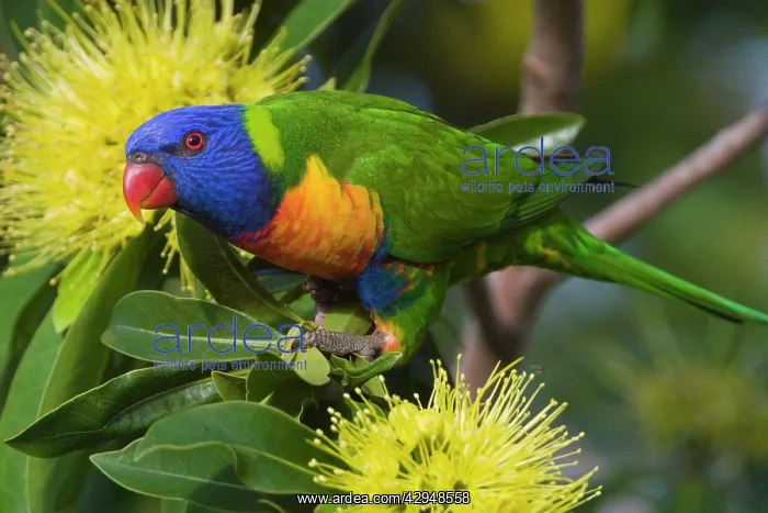 : Rainbow Lorikeet feeding : Rainbow Lorikeet feeding