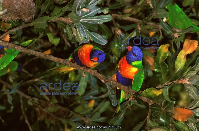: Rainbow lorikeet feeding on Banksia (Banksia serrata) : Rainbow lorikeet feeding on Banksia (Banksia serrata)