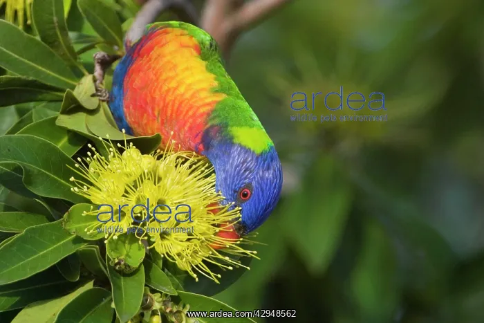 : Rainbow Lorikeet feeding on a flowering bush : Rainbow Lorikeet feeding on a flowering bush