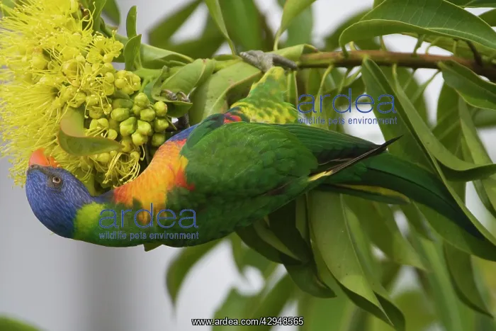 : Rainbow Lorikeet feeding on a flowering bush : Rainbow Lorikeet feeding on a flowering bush