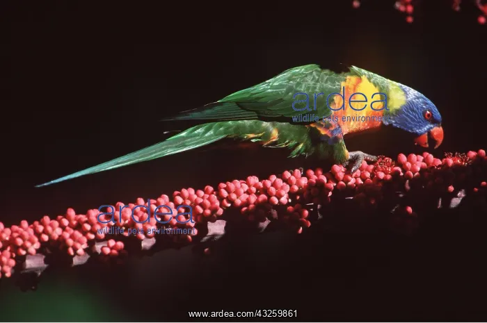 : RAINBOW LORIKEET - feeding on umbrella tree flowers : RAINBOW LORIKEET - feeding on umbrella tree flowers