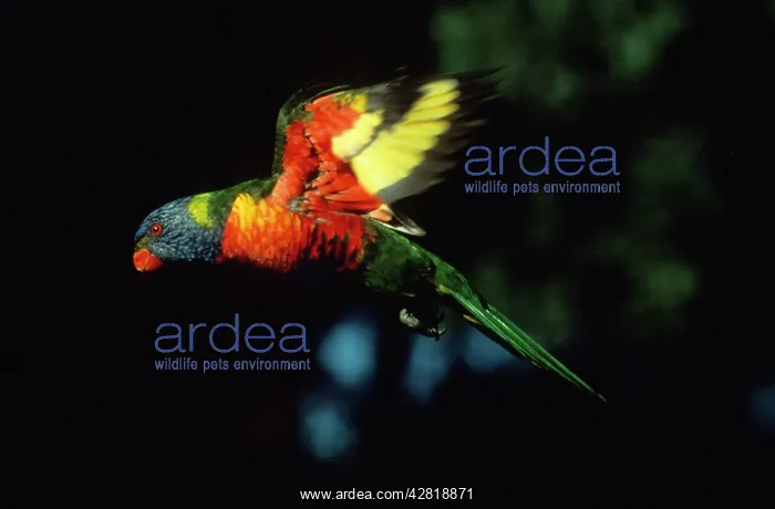 : Rainbow Lorikeet - in flight : Rainbow Lorikeet - in flight