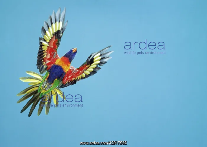 : RAINBOW LORIKEET - in flight : RAINBOW LORIKEET - in flight