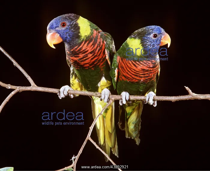 : RAINBOW LORIKEET - pair on branch : RAINBOW LORIKEET - pair on branch
