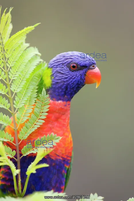 : Rainbow Lorikeet - Peering from behind a leaf : Rainbow Lorikeet - Peering from behind a leaf