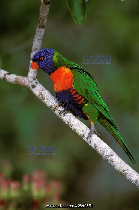 : Rainbow Lorikeet - Perched on branch : Rainbow Lorikeet - Perched on branch