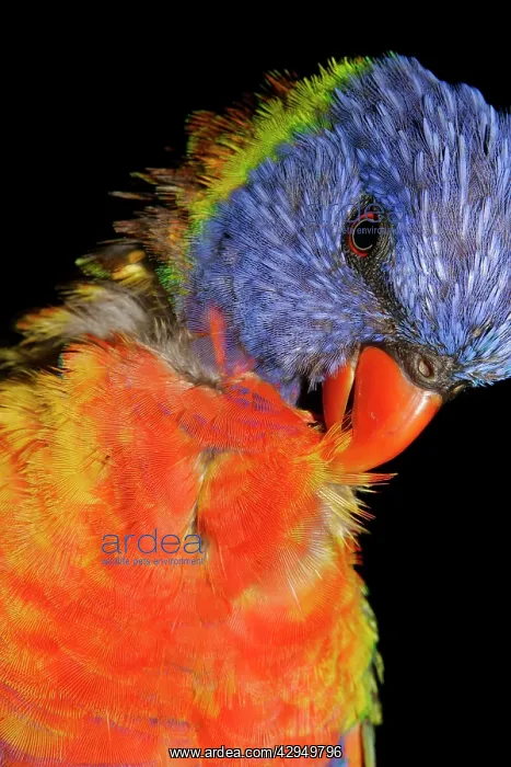 : Rainbow Lorikeet - preening : Rainbow Lorikeet - preening