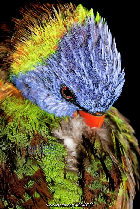 : Rainbow Lorikeet - preens back feathers : Rainbow Lorikeet - preens back feathers